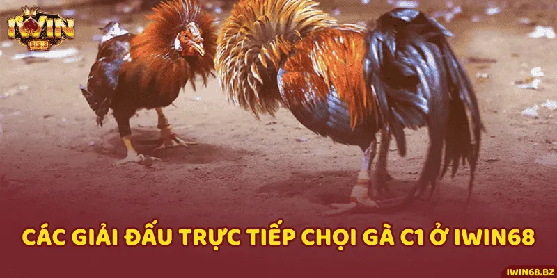 Những giải chọi gà C1 siêu hấp dẫn