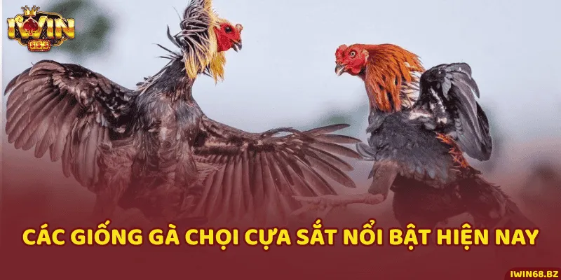 Tổng hợp những giống gà chiến thường gặp trong chọi gà cựa sắt
