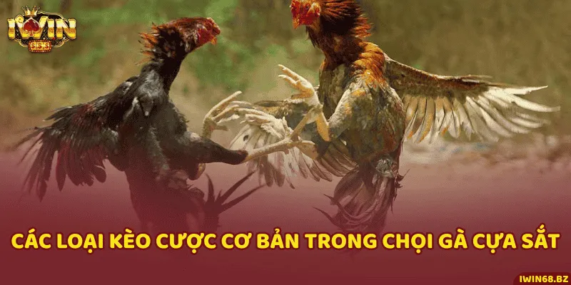 Lựa chọn loại kèo cược đá gà phù hợp khi đặt cược ở iWin68