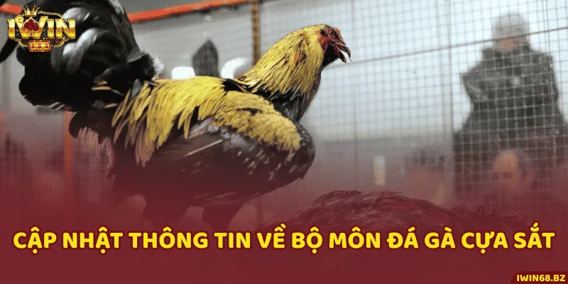 Những điều thú vị về đá gà cựa sắt mới nhất