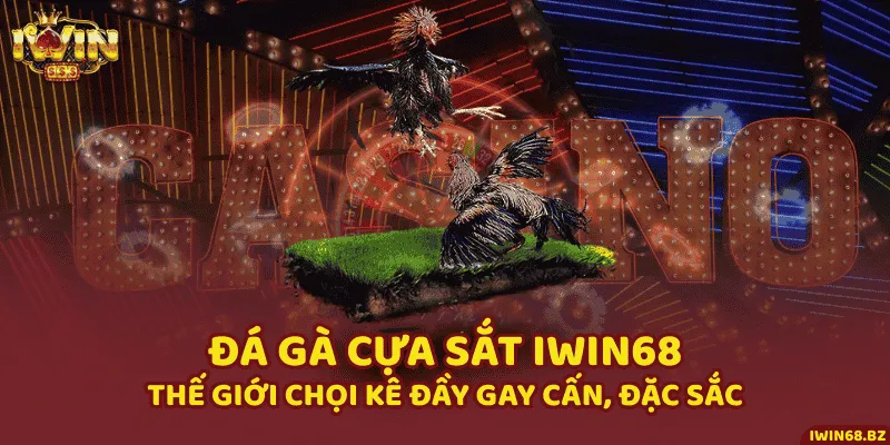 Đá Gà Cựa Sắt iWin68 - Thế Giới Chọi Kê Đầy Gay Cấn, Đặc Sắc
