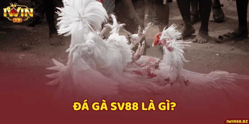 Giới thiệu về đá gà SV88 đẳng cấp