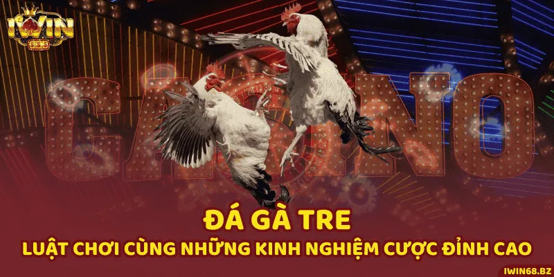 Đá Gà Tre - Luật Chơi Cùng Những Kinh Nghiệm Cược Đỉnh Cao