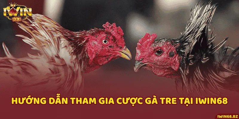 5 bước tham gia đặt cược chọi gà tre và nhận thưởng ở iWin68
