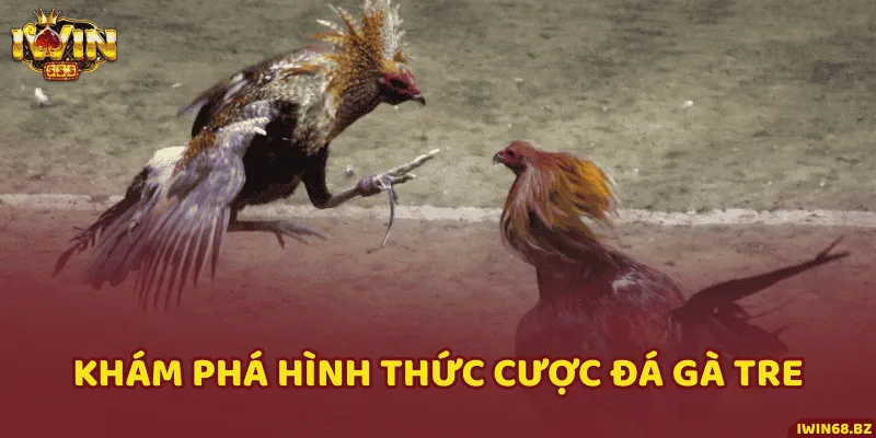 Hình thức đặt cược chọi gà tre hấp dẫn và thú vị