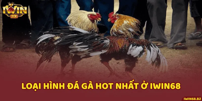 4 loại hình phải thử sức khi đặt cược đá gà