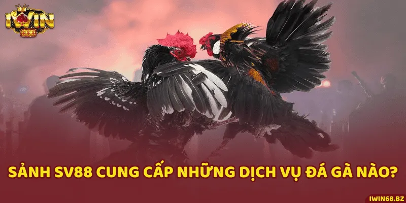 Các dịch vụ chất lượng có ở sảnh chọi gà SV88
