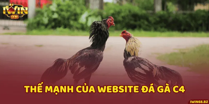 Trang đá gà sở hữu nhiều thế mạnh vượt trội trên thị trường đá gà online