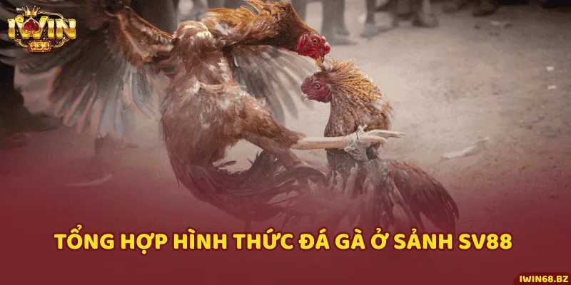 Trải nghiệm những trận đấu chọi gà đỉnh cao trên thế giới cùng iWin68